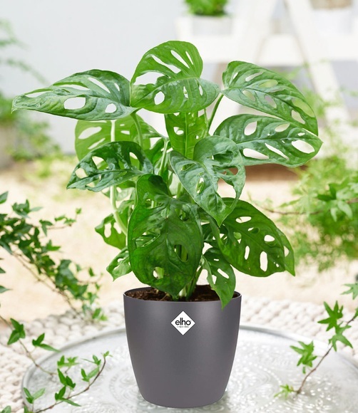 Monstera 'Monkey Leaf' inkl. Elho®-Übertopf 'Grau