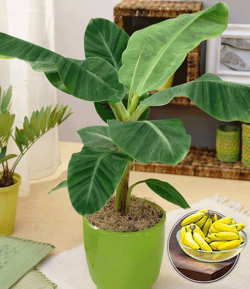 Musa Banana Tropicana (1 Pflanze)