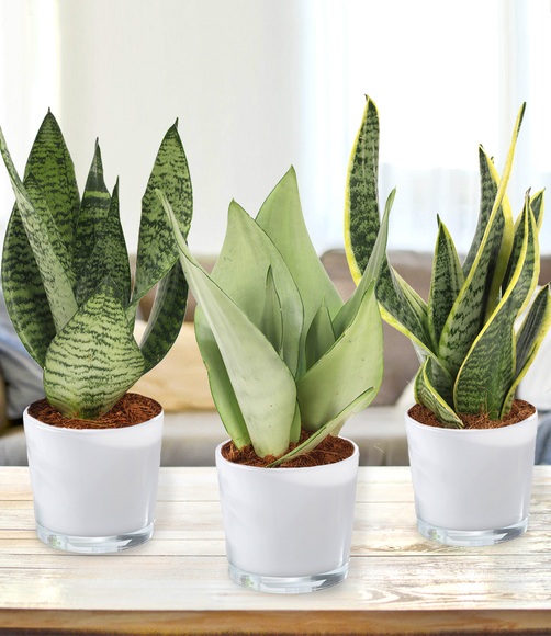 Sansevieria 3er-Set