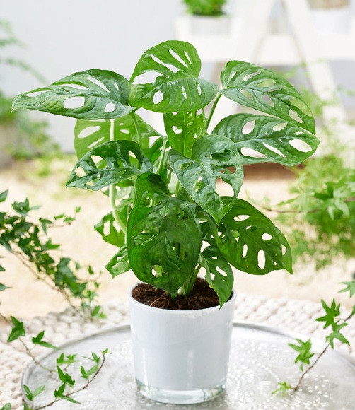 Monstera 'Monkey Leaf' inkl. weißem Glas-Übertopf
