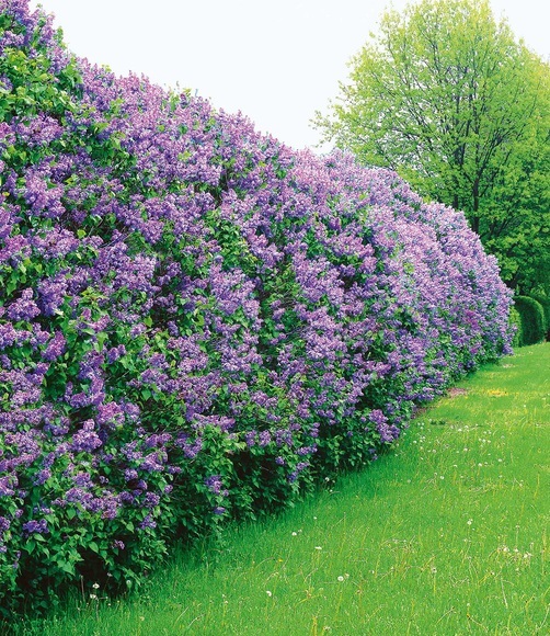 Flieder-Hecke (1 Pflanze)