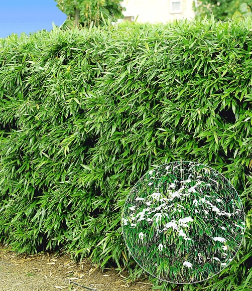 Winterharte Bambus-Hecke im 2-Liter Container (10 Pflanzen)