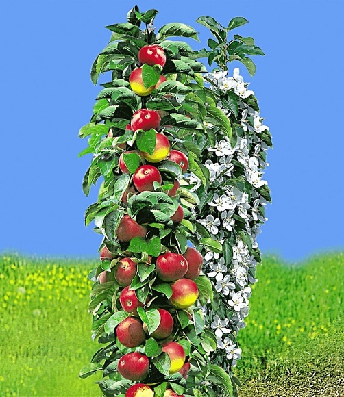 Säulen-Apfel ´Red River®´ (1 Pflanze)