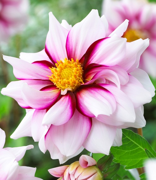 Dahlie 'Edge of Joy'