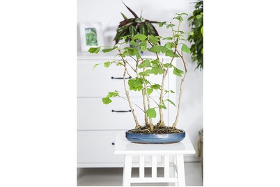 Bonsai mix Ø35cm