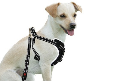 Sicherheitsgeschirr DogSafe, Gr. M, sw