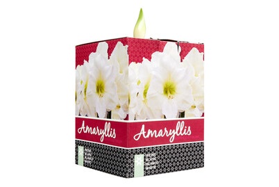 Amaryllis Weiss CP im Karton Ø14x14cm