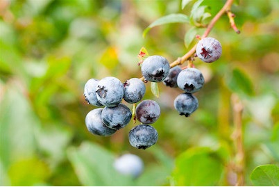 Heidelbeeren HORTBLUE PETITE(S)