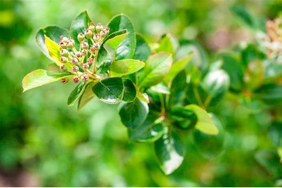 Apfelbeere Aronia VIKING
