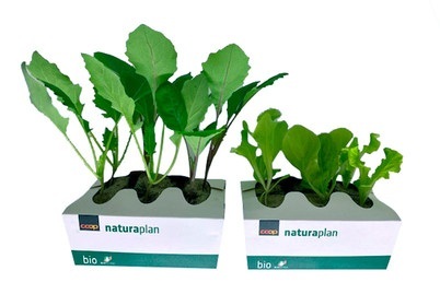 Bio Mix Salat und Bio Kabis Mix 6er
