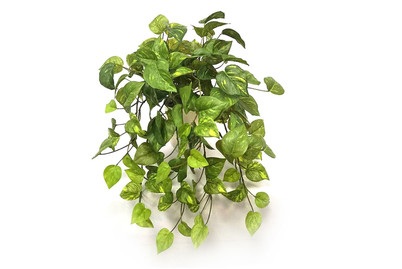 Pothos-Busch im Topf