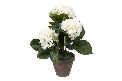 Hortensie IN TOPF