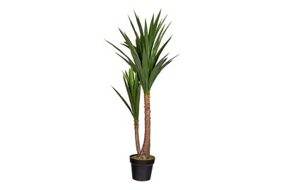 Yucca in Topf