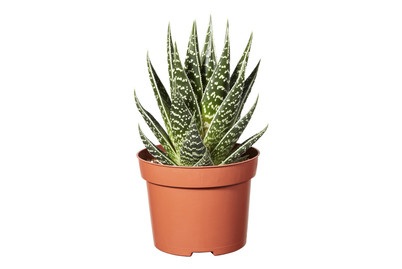 Aloe Tiki Tahi P12