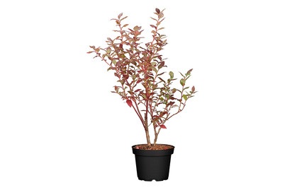 Amerikanische Heidelbeere (Vaccinium corymbosum), Topfgrösse Ø 19cm