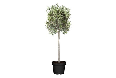 Ölbaum, Stamm(Olea europaea, Stamm), Topfgrösse  Ø35cm