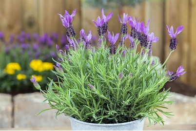 Garten-Schopf-Lavendel (Lavandula stoechas)