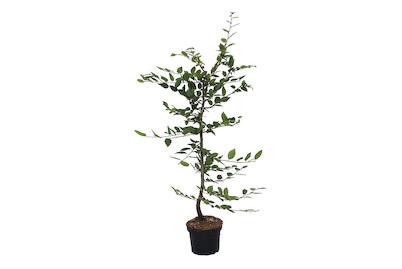 Carpinus betulus 70-80cm