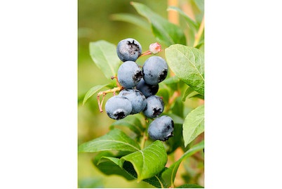 Heidelbeeren GOLDTRAUBE mittel