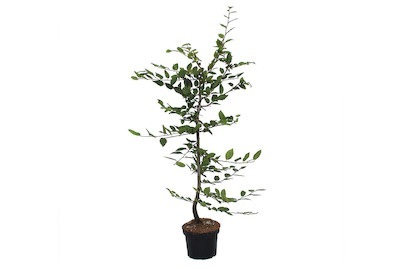 Carpinus betulus 80-100cm