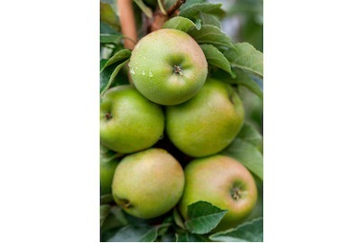 Mini-Apfel GOLDIEcactus