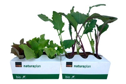 Bio Mix Salat und Bio Kohlrabi Mix 6er
