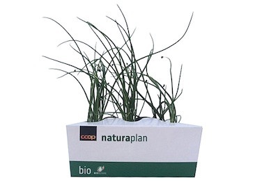 Bio Sellerie Bundzwiebel