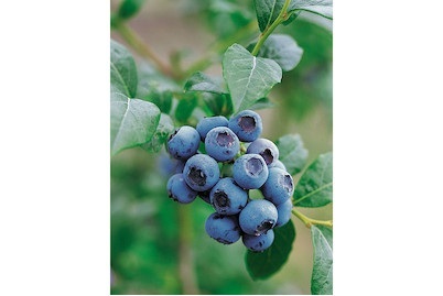 Heidelbeere Bluecrop Ø21cm