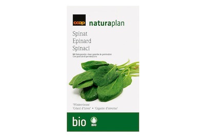 Bio Spinat 'Winterriese'