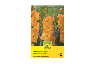 Select Gladiolen 'Peche Melba'