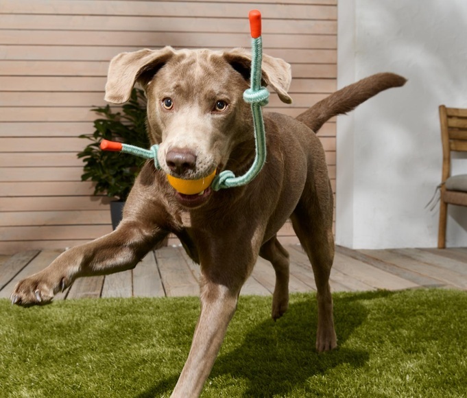 Hundeball mit Seil