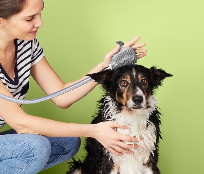 Hundedusche