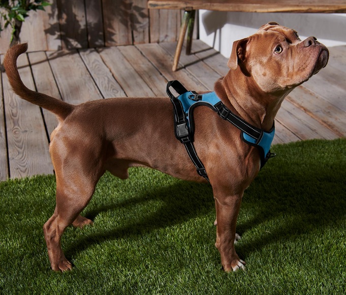 XL-Hunde-Geschirr