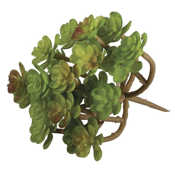 Sukkulente Sedum, 9,5x8cm