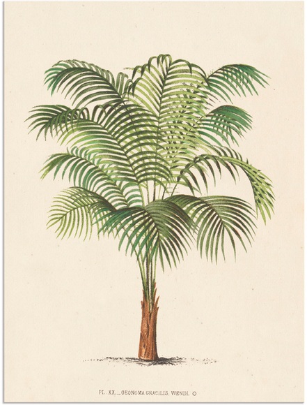 Artland Wandbild »Palme II«