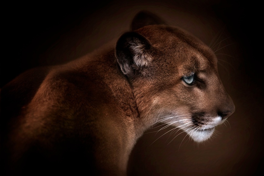 Papermoon Fototapete »Photo-Art DORIS REINDL, PUMA«, Vliestapete, hochwertiger Digitaldruck, inklusive Kleister