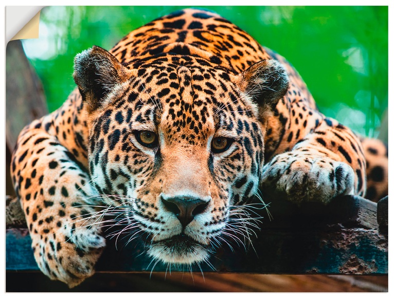 Artland Wandbild »Südamerikanischer Jaguar«