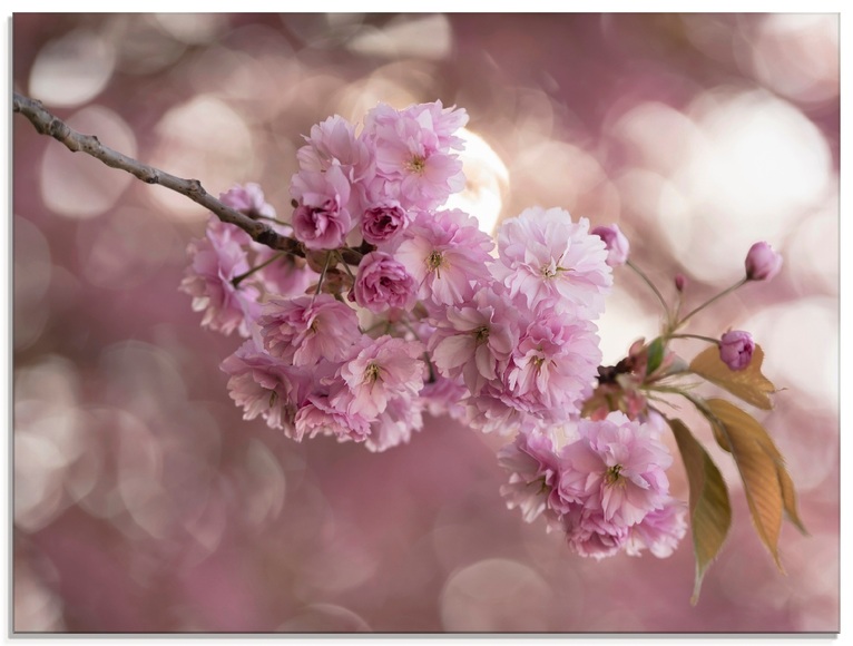 Artland Glasbild »Japanische Kirschblüte in Love III«