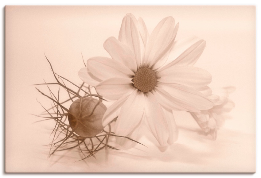 Artland Wandbild »Chrysantheme«