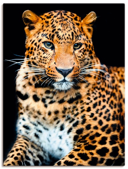 Artland Wandbild »Wütender wilder Leopard«