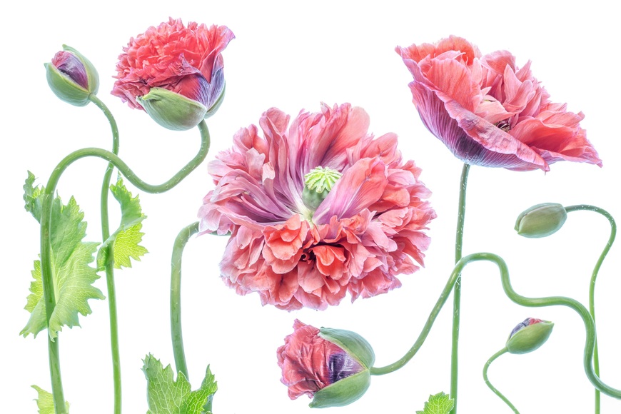 Papermoon Fototapete »Photo-Art MANDY DISHER, SCHICK«, Vliestapete, hochwertiger Digitaldruck, inklusive Kleister