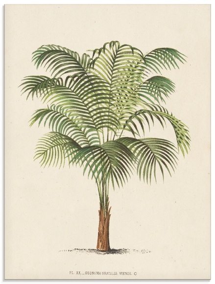 Artland Glasbild »Palme II«