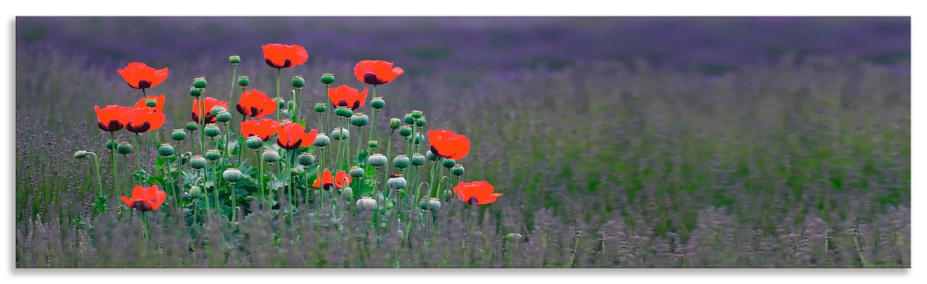 Artland Küchenrückwand »Lavendelfarm in Sequim - Mohnblumen«