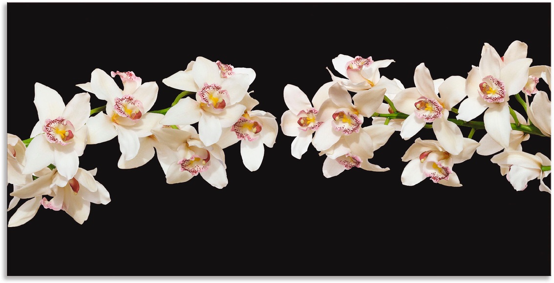 Artland Wandbild »Weisse Orchideen«