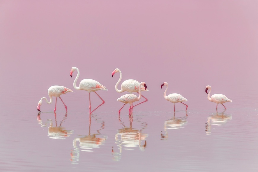 Papermoon Fototapete »Photo-Art EIJI ITOYAMA, FLAMINGOS«, Vliestapete, hochwertiger Digitaldruck, inklusive Kleister