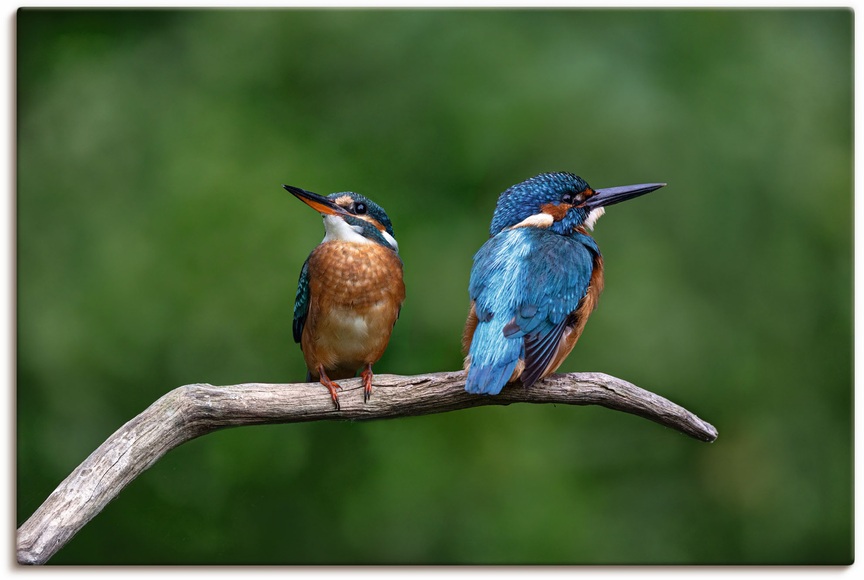 Artland Wandbild »Zwei Eisvogel«, Vogelbilder, (1 St.), in vielen Grössen & Produktarten - Alubild / Outdoorbild für den Aussenbereich, Leinwandbild, Poster, Wandaufkleber / Wandtattoo auch für Badezimmer geeignet