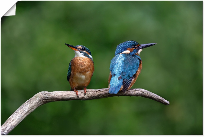Artland Wandbild »Zwei Eisvogel«, Vogelbilder, (1 St.), in vielen Grössen & Produktarten - Alubild / Outdoorbild für den Aussenbereich, Leinwandbild, Poster, Wandaufkleber / Wandtattoo auch für Badezimmer geeignet