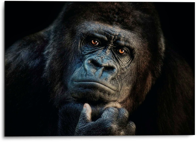 Platinum Alu-Dibond-Druck »Gorilla«, 1, (1 St.), Joachim G. Pinkawa