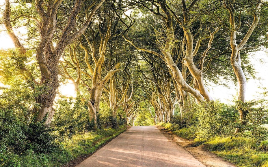 Komar Fototapete »Goldfarbene Hedges«, 400/250 cm