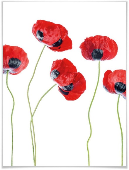 Wall-Art Poster »Mohnblumen«, Blumen, (1 St.)